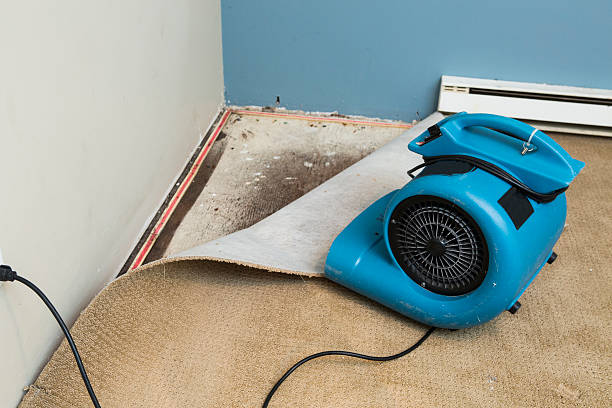 Best Water damage contractors near me  in Stickney, IL